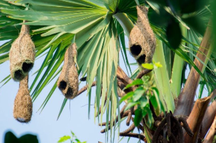 বাবুই পাখির বাসা