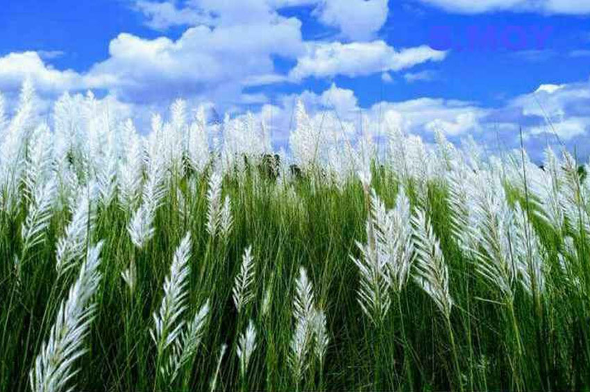শরৎ এলো ঘোড়ায় চড়ে